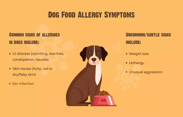 Allergies in Dogs: Causes, Symptoms, and Treatment Options