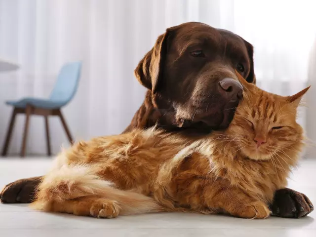 Common Health Issues in Cats and Dogs