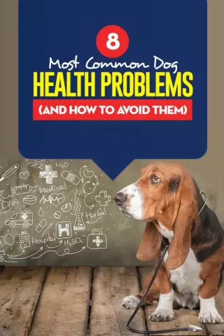 Common Health Issues in Dogs and How to Prevent Them