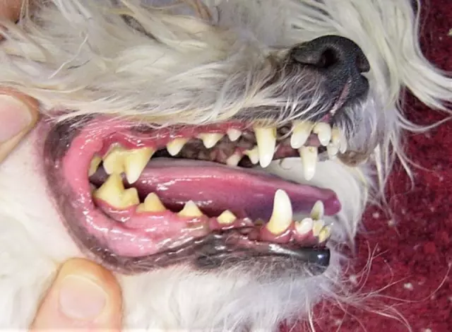 Dental Care for Dogs: Preventing Periodontal Disease