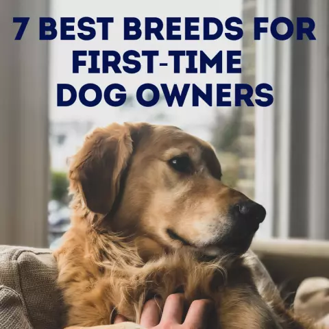 Dog Breeds That Are Best Suited for First-Time Owners