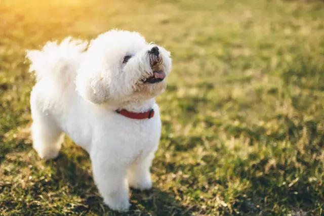 Dog Breeds That Are Hypoallergenic