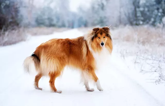 Dog Breeds That Are Known for Their Loyalty