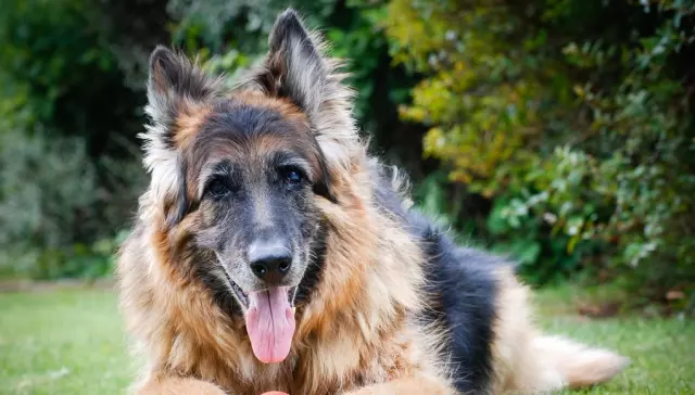 Dog Breeds with the Longest Lifespan