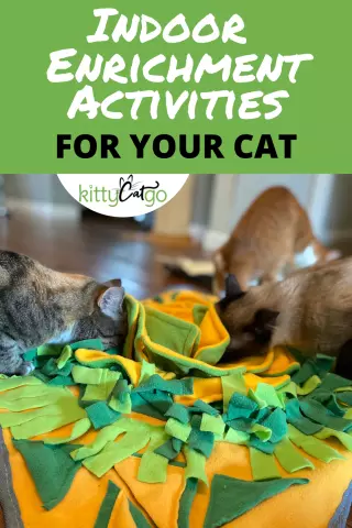 Enrichment Activities for Indoor Cats and Dogs