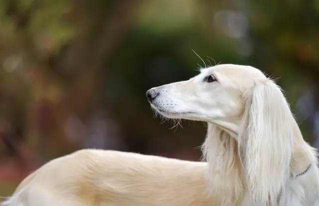 Exploring the Unique Traits of Various Dog Breeds