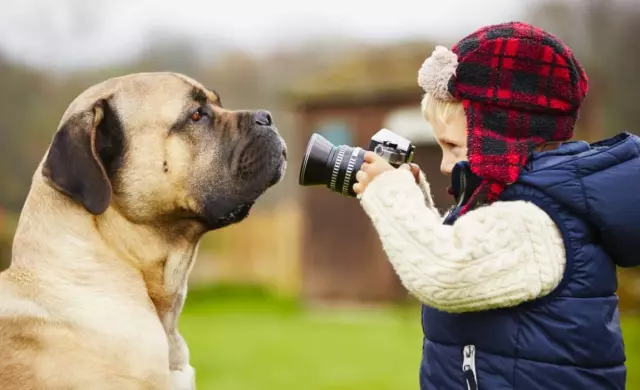 Exploring the World of Giant Canines: Popular Large Dog Breeds