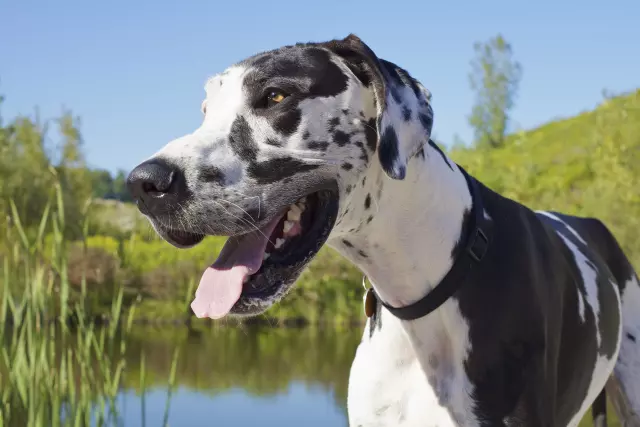 From Guardians to Gentle Giants: The Diverse World of Large Dog Breeds