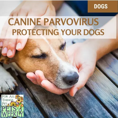 From Parvo to Distemper: A Comprehensive Guide to Canine Viruses