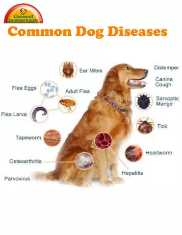 Health Issues Common in Various Dog Breeds