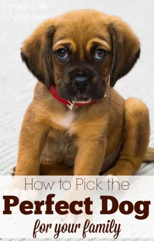 How to Choose the Perfect Dog for Your Family