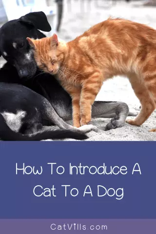 How to Introduce a Cat to Your Dog