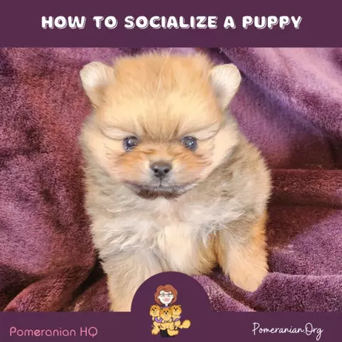 How to Properly Socialize Your Puppy