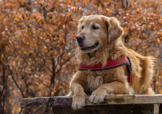 Large and in Charge: Top 5 Large Dog Breeds for Families