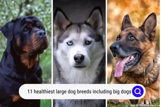 Large Dogs and Their Unique Health Considerations