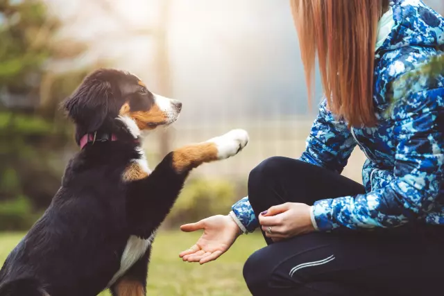 Mastering Dog Training: Essential Techniques for Every Owner