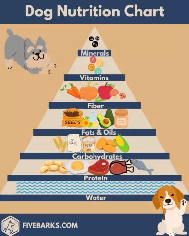 Nutrition for House Dogs: What You Need to Know