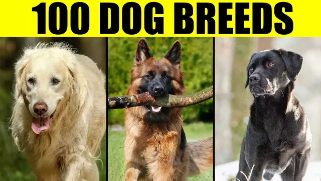 Popular Dog Breeds and Their Famous Owners Throughout History