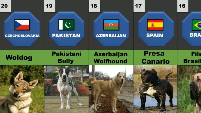 Popular Dog Breeds in Different Regions Around the World