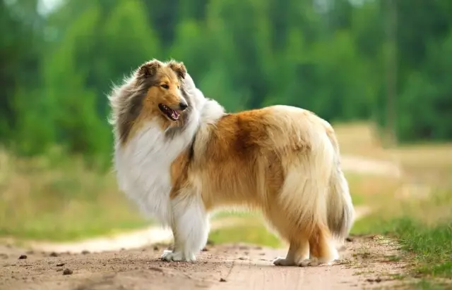 Popular Dog Breeds in Movies and Television