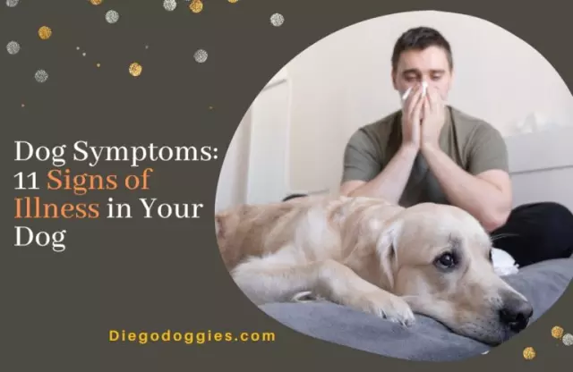 Recognizing Signs of Illness in Your Dog