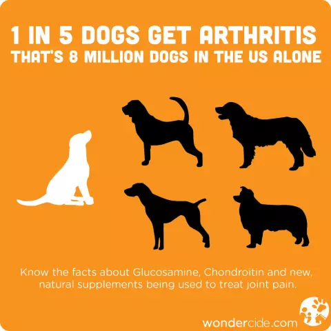 Recognizing the Signs of Arthritis in Dogs