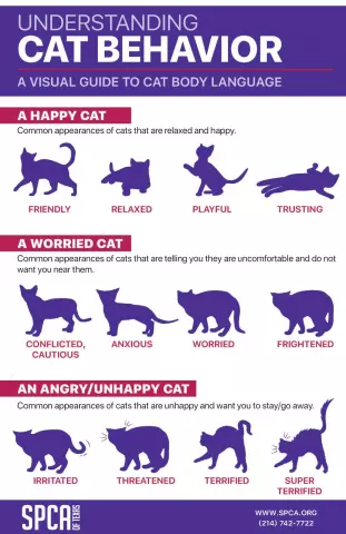 The Behavioral Traits of Cats and Dogs