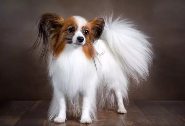 The Charm of Small Dogs: Understanding Their Appeal