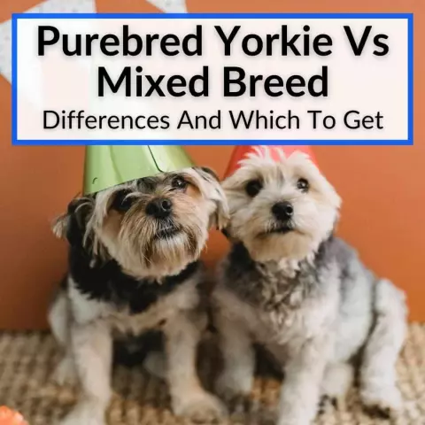 The Differences Between Purebred and Mixed-Breed Dogs