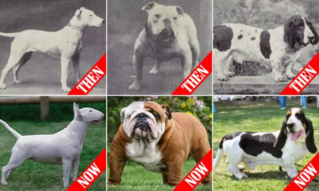 The Evolution of Companion Dog Breeds