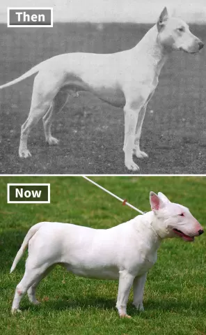 The Evolution of Dog Breeds Over Time