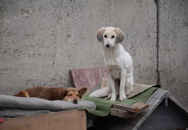 The Global Struggle with Stray Dogs