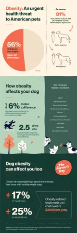 The Growing Threat of Obesity in Dogs