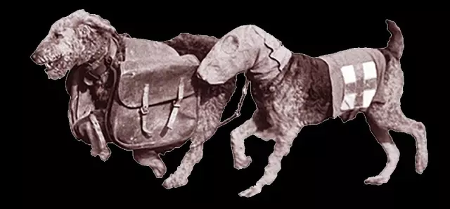 The History and Origins of Service Dogs