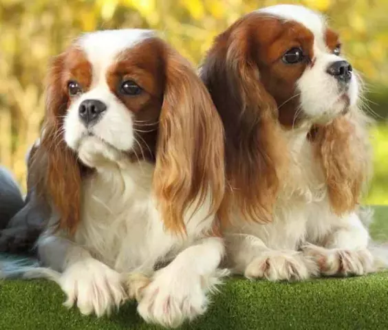 The History and Significance of Toy Dog Breeds