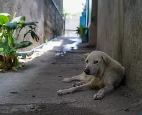 The Impact of Stray Dogs on Public Health and Safety