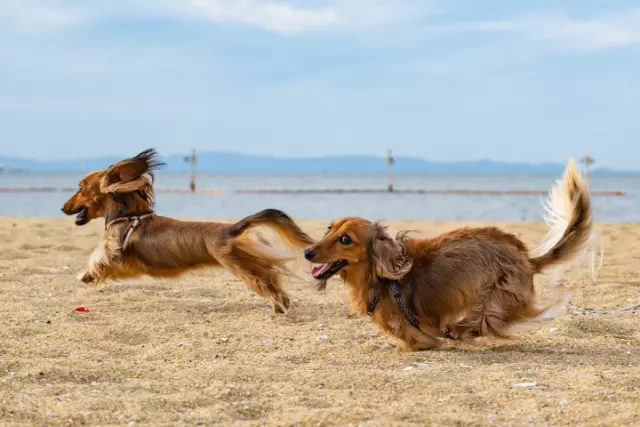 The Importance of Regular Exercise for Your Canine Companion