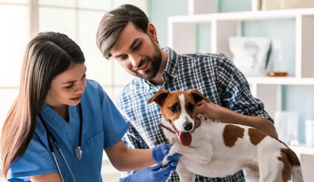 The Importance of Regular Vet Check-ups for Early Disease Detection