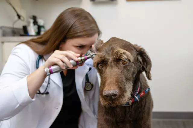 The Importance of Regular Veterinary Check-ups for Dogs