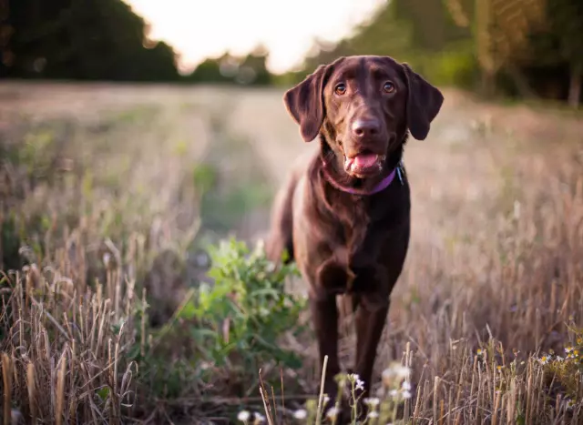 The Majestic Presence of Large Dog Breeds