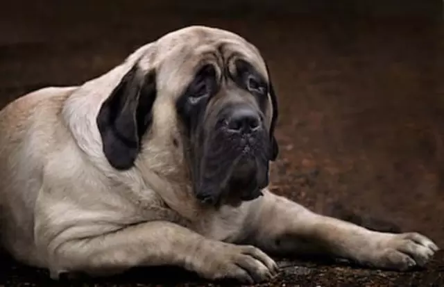 The Majestic World of Large Dog Breeds