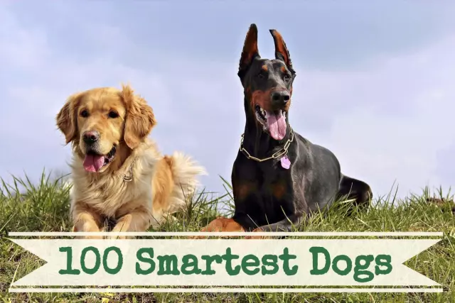 The Most Intelligent Dog Breeds According to Experts