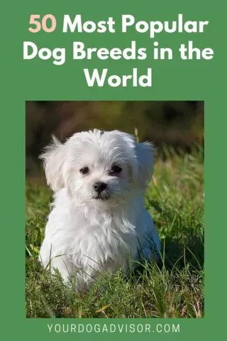 The Most Popular Dog Breeds Worldwide