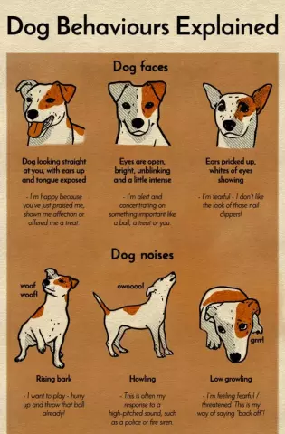 The Psychology Behind Different Dog Breeds' Behaviors