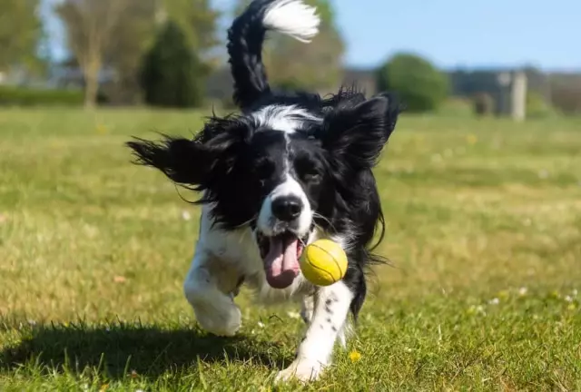 The Psychology Behind Why Dogs Love to Play Fetch