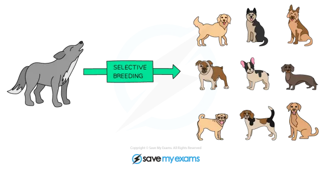 The Role of Selective Breeding in Creating New Dog Breeds