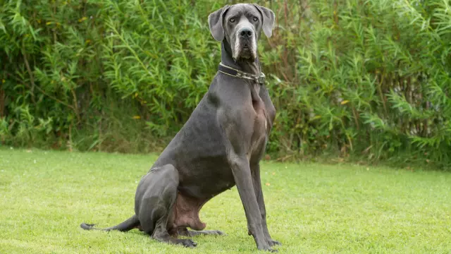 The Strength and Loyalty of Large Dog Breeds