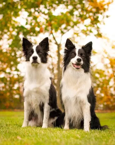 Top Medium-Sized Dog Breeds for Families