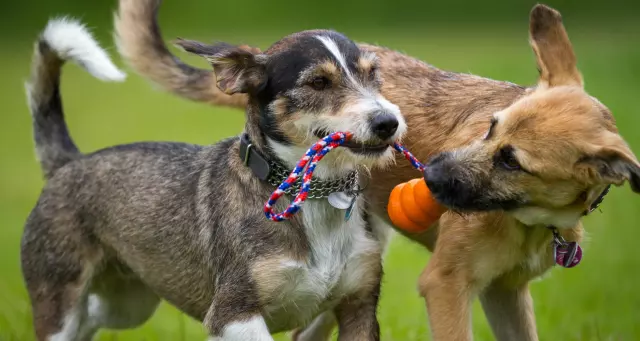 Training and Socializing Medium-Sized Dog Breeds