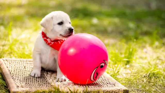 Training and Socializing Your Big Friend: Essential Tips for Large Dogs